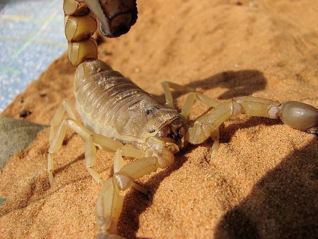 Scorpione giallo - Leiurus quinquestriatus