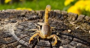 Scorpione giallo - Leiurus quinquestriatus