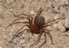 Ragno Violino – Loxosceles rufescens