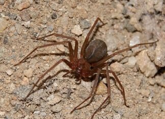 Ragno Violino – Loxosceles rufescens