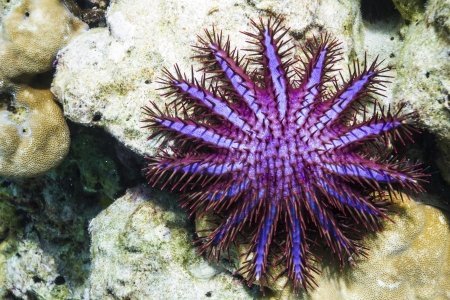 Stella marina corona di spine - Acanthaster planci