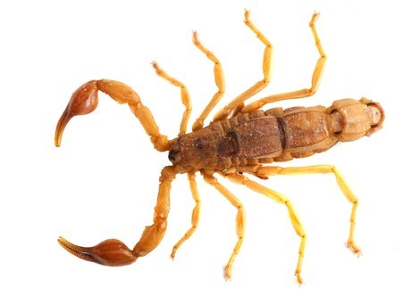 Androctonus australis - Scorpione Giallo a Coda Grossa