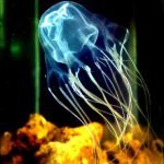 Animali più velenosi del mondo - 3° posto Vespa di mare - Chironex fleckeri