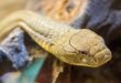 Cobra reale - Ophiophagus hannah