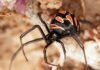 Malmignatta, Latrodectus tredecimguttatus