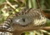 Serpente tigre – Notechis scutatus Serpente tigre, Notechis scutatus