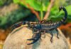 Scorpione Imperatore – Pandinus imperator Scorpione imperatore