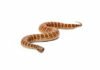 Vipera della morte – Acanthophis antarcticus Vipera della morte - Acanthophis antarcticus