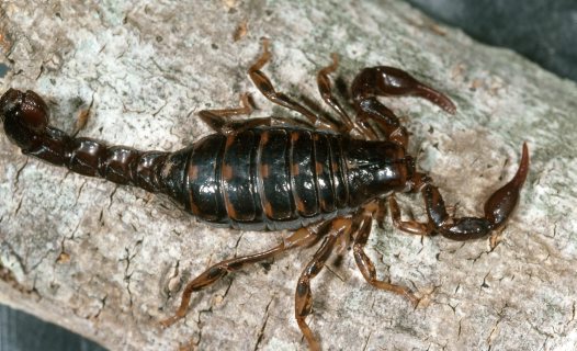 Cercophonius squama - Scorpione della foresta