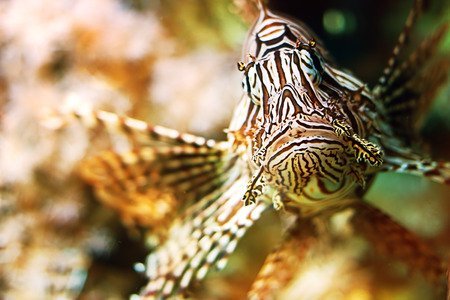 Pesce scorpione - Pterois-volitans