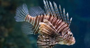 Pesce scorpione - Pterois-volitans