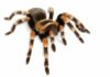Tarantola Messicana Ginocchia Rosse – Brachypelma smithi Brachypelma smithi - Tarantola ginocchia rosse
