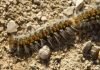 Processionaria del Pino – Thaumetopoea pityocampa Processionaria del pino - Thaumetopoea pityocampa