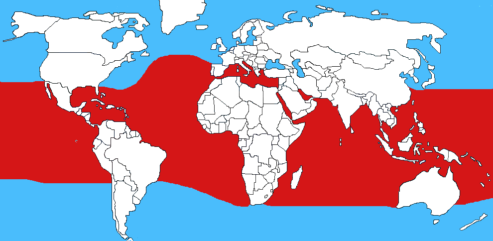 Mappa diffusione Caravella portoghese - Physalia physalis