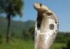 Morso di Cobra: Ragazza Muore in un Ostello Cobra dagli occhiali - Naja naja