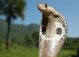 Morso di Cobra: Ragazza Muore in un Ostello Cobra dagli occhiali - Naja naja