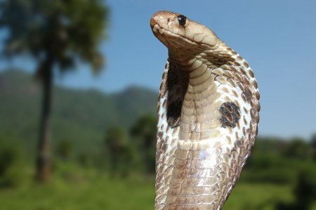 Ragazza indiana muore per il morso di cobra