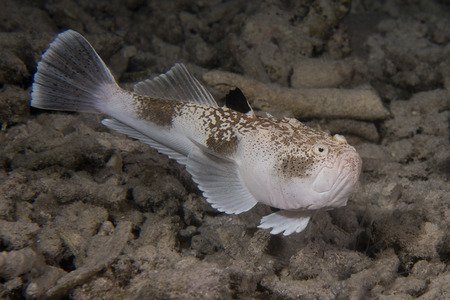 Pesce prete - Uranoscopus scaber