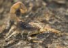 Tityus trivittatus – Scorpione Velenoso Tityus trivittatus