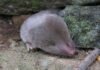 Toporagno Coda Corta Americano – Blarina brevicauda Toporagno cosa corta americano - Blarina brevicauda
