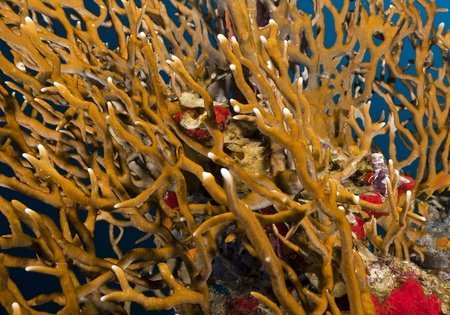 Corallo di fuoco - Millepora dichotoma