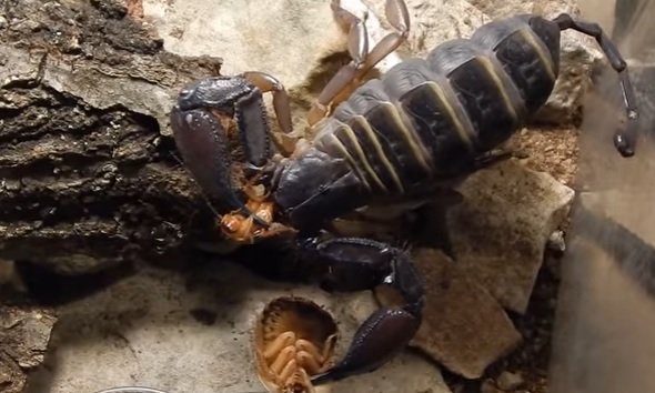 Hadogenes troglodytes - Flat rock scorpion