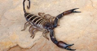 Hadogenes troglodytes - Flat rock scorpion