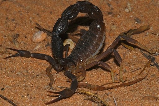Parabuthus granulatus - Scorpione dalla coda grossa