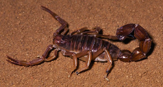 Parabuthus granulatus - Scorpione dalla coda spessa