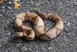 Serpente testa di rame - Agkistrodon contortrix