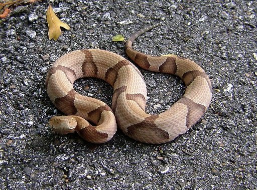 Serpente testa di rame - Agkistrodon contortrix