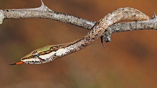 Serpente ramoscello - Thelotornis capensis