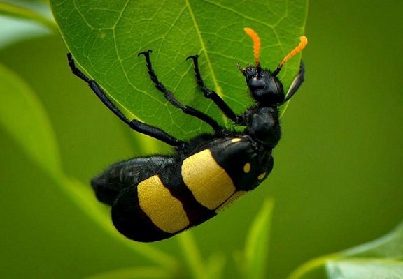 Hycleus oculatus - Beetle blister