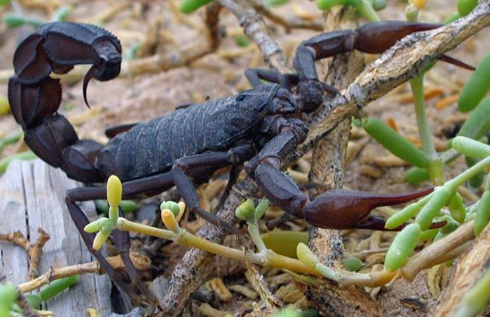 Fat-tailed scorpion - Androctonus crassicauda