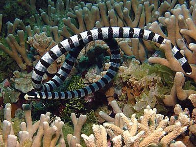 Faint-banded sea snake - Hydrophis belcheri