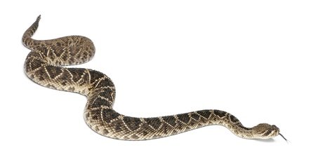 Serpente a Sonagli - Crotalus adamanteus