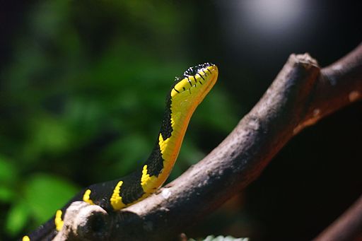 Serpente delle mangrovie - Boiga dendrophila