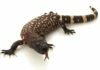 Eloderma Orrido – Heloderma horridum Eloderma orrido - Heloderma horridum