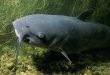 Pesce gatto nero - Ameiurus melas