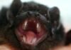 Pipistrello vampiro - Desmodus rotundus