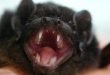 Pipistrello vampiro - Desmodus rotundus