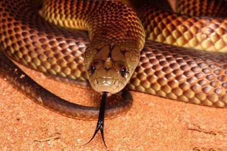 Serpente bruno reale - Pseudechis australis