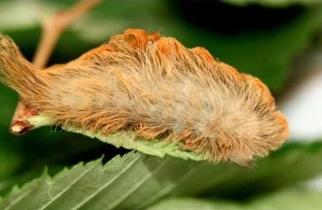 Megalopyge opercularis - Southern flannel moth