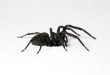 Black house spider - Badumna insignis