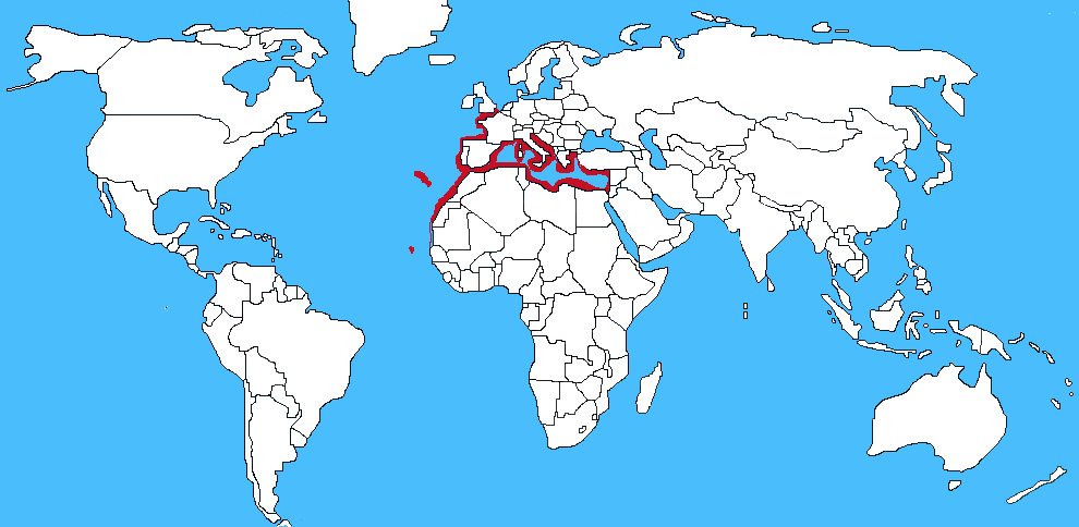 Mappa diffusione Murena - Muraena helena