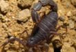 Parabuthus transvaalicus – Scorpione del Transvaal