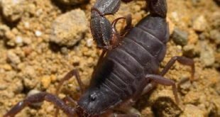 Parabuthus transvaalicus – Scorpione del Transvaal