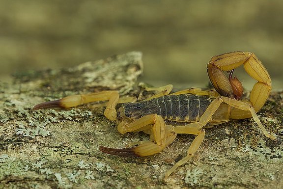 Scorpione giallo brasiliano - Tityus serrulatus