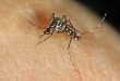Zanzara tigre - Aedes albopictus