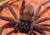 Ragno cacciatore - Sparassidae